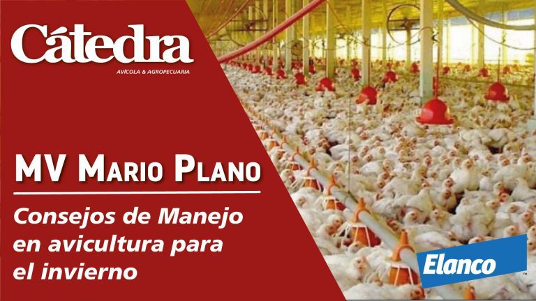 Mario Plano de Elanco™ y consejos de manejo de pollos en invierno