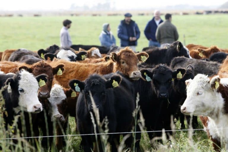 Alimentación alternativa para el ganado