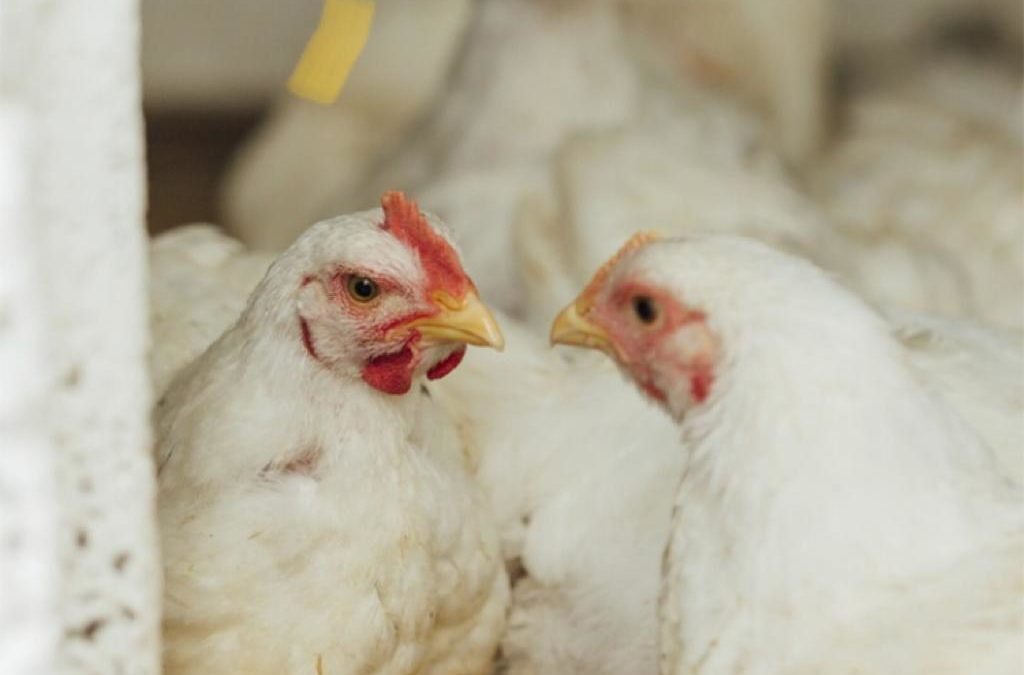 Informe del sector avícola: los argentinos consumen más de 43 kilos de pollo por año