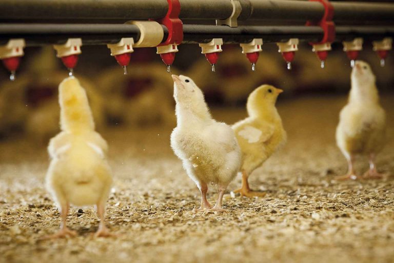 Desafío para el verano: Proteger las integraciones avícolas del estrés térmico.