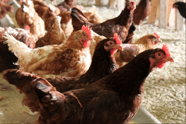 Vetanco y la permeabilidad intestinal de gallinas en un sistema de producción libre de jaula