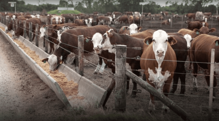 Estrés calórico en ganadería. Qué es el ITH y consejos de manejo