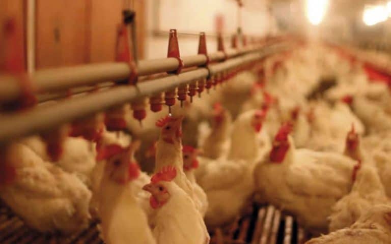 ¿Qué es el índice de estrés térmico en avicultura y cómo calcularlo?
