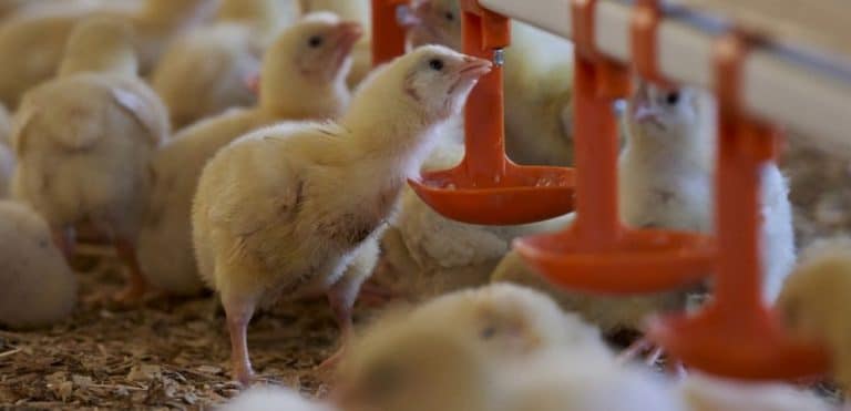 Cómo mitigar los problemas ocasionados por calor en aves