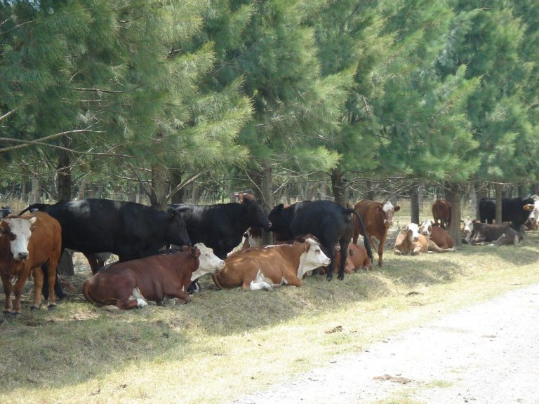 Estrés calórico e intoxicaciones en el ganado: medidas de costo cero