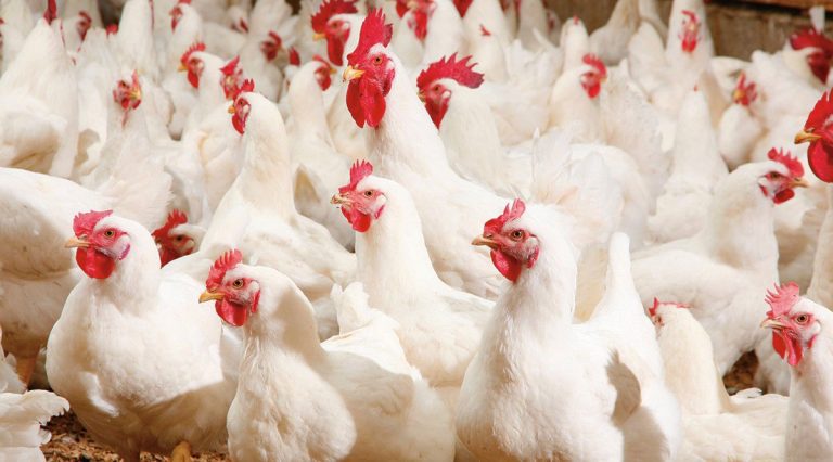 Alternativas para reducir riesgos de infección por Salmonellas en planteles de aves