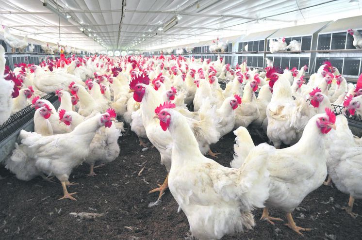 Qué hacer con las altas emisiones de amoniaco en las granjas avícolas?