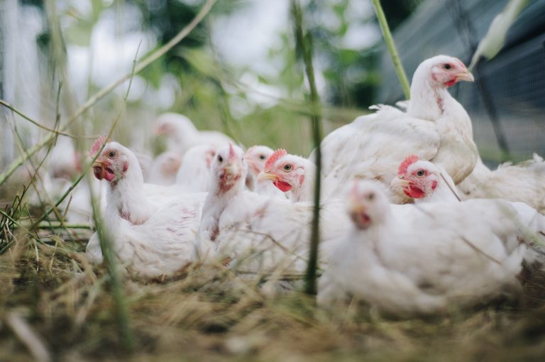 Subastas virtuales de gallinas ponedoras bajo esquema seguro