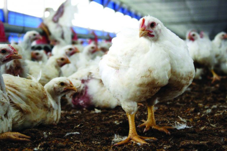 La importancia de la Necropsia a Campo en avicultura