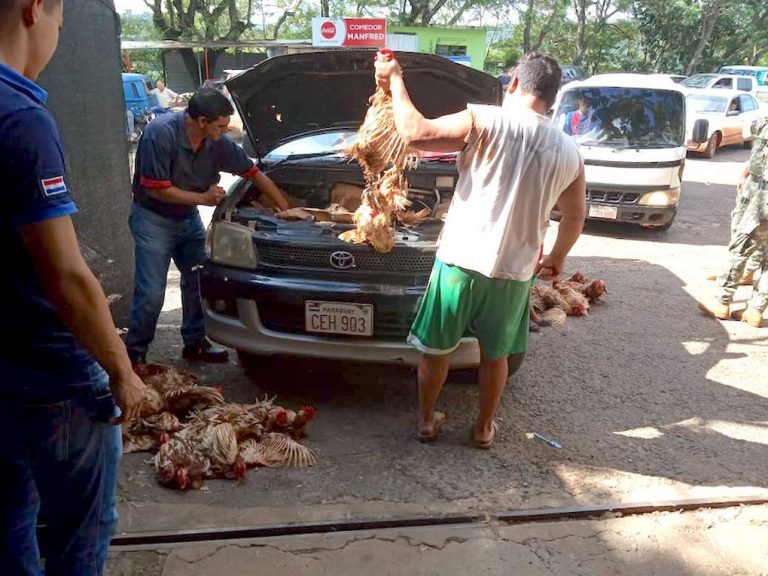 Avipar pide intervención contra contrabando de pollos y huevos