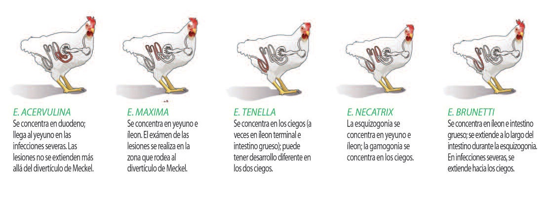 Ceva y la Coccidiosis: Hacia una producción avícola más rentable y  eficiente - Cátedra Avícola