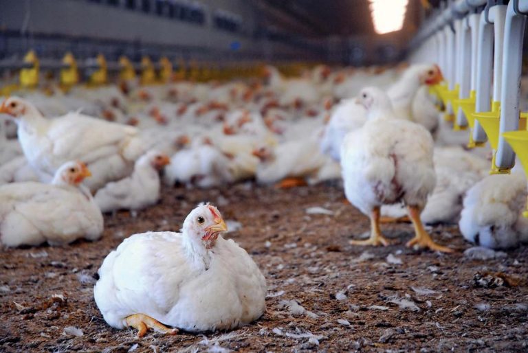 Increíble: por coronavirus, China sacrifica más de 100 millones de pollos Increíble: por coronavirus, China sacrifica más de 100 millones de pollos
