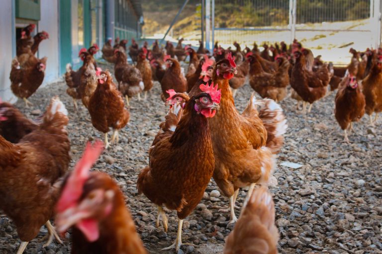 Chile: Huevos de «gallinas felices» en la mira de las autoridades por casos de salmonella