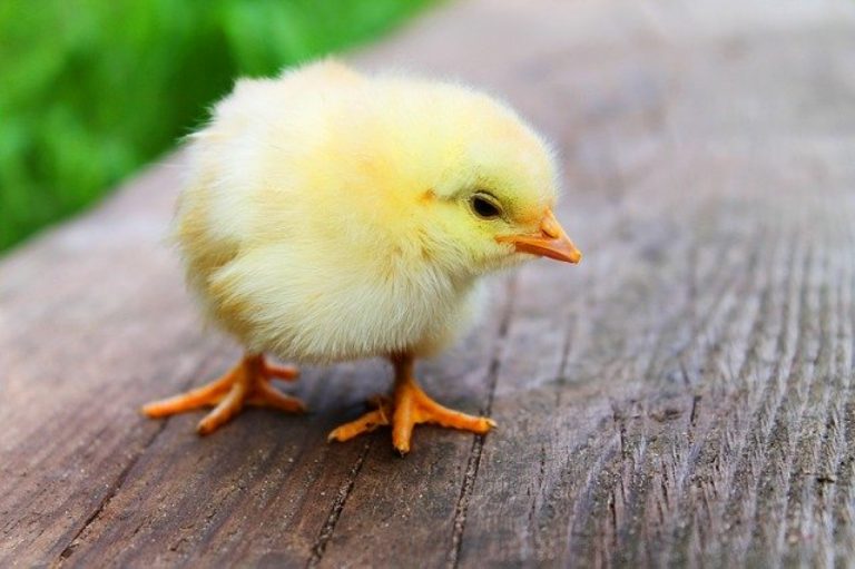Vacunación técnica fundamental para el control de la salmonella Vacunación técnica fundamental para el control de la salmonella
