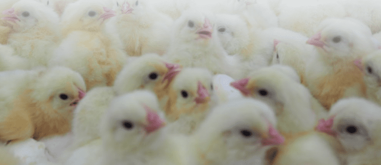 Inmunidad que confieren en pollos las vacunas con cepas vivas de Salmonella