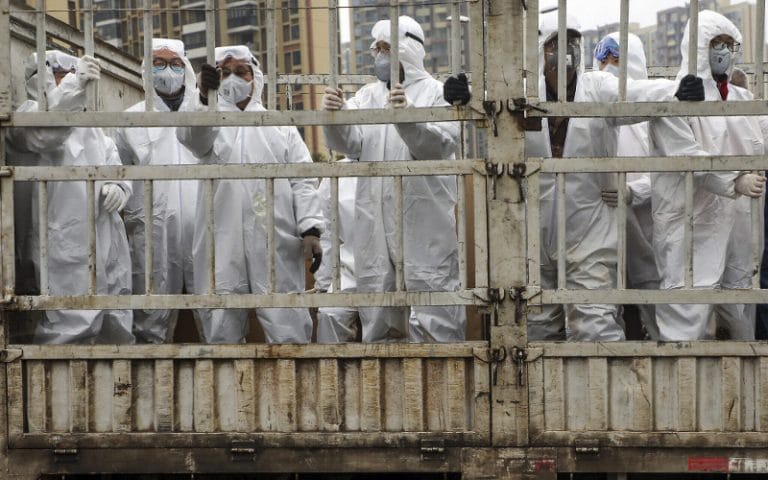 El coronavirus no se transmite de animales de producción hacia los humanos El coronavirus no se transmite de animales de producción hacia los humanos