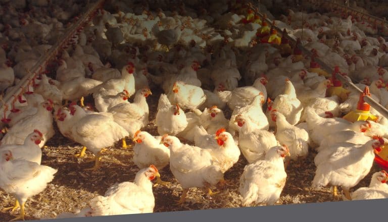 Cladan y sus soluciones para mejorar la calidad de garra en avicultura