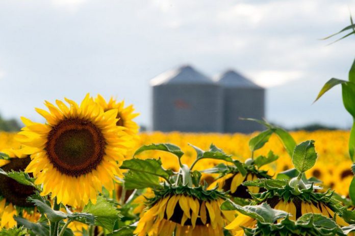 cosecha girasol 2020