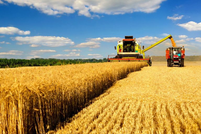 Trigo: temen que Brasil avance sobre una protección arancelaria que favorece a la Argentina Trigo: temen que Brasil avance sobre una protección arancelaria que favorece a la Argentina