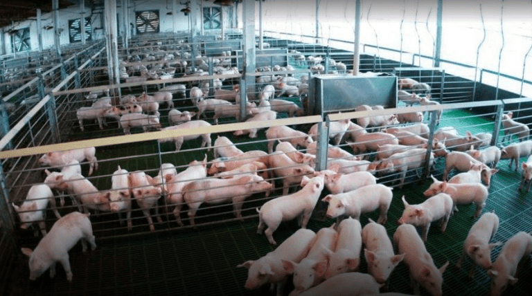 Consideraciones en la producción de cerdos durante el otoño