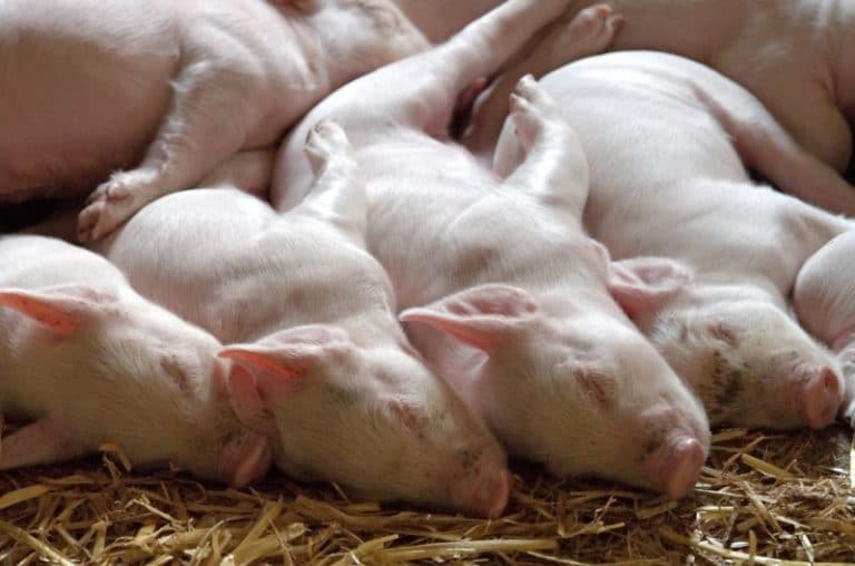 Medidas de bioseguridad en granjas de cerdos en tiempos de coronavirus