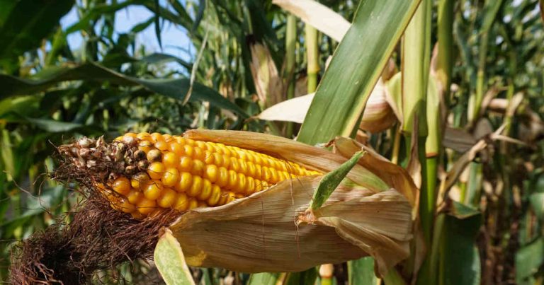 Colombia empezará a importar maíz con arancel cero en detrimento de productores nacionales