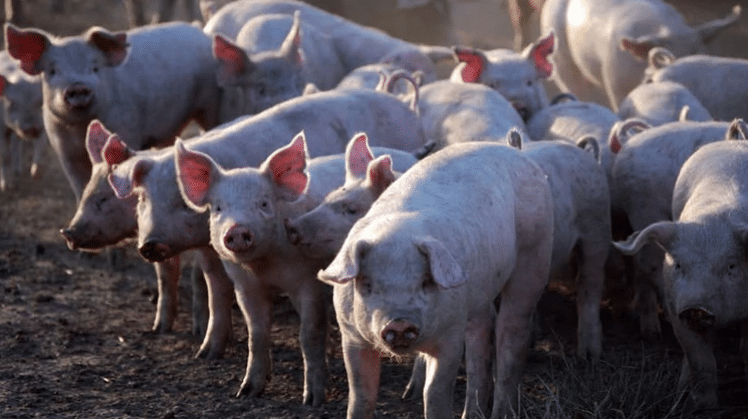 El sector porcino impulsó el crecimiento de la producción de carne en la Argentina entre 2008 y 2019