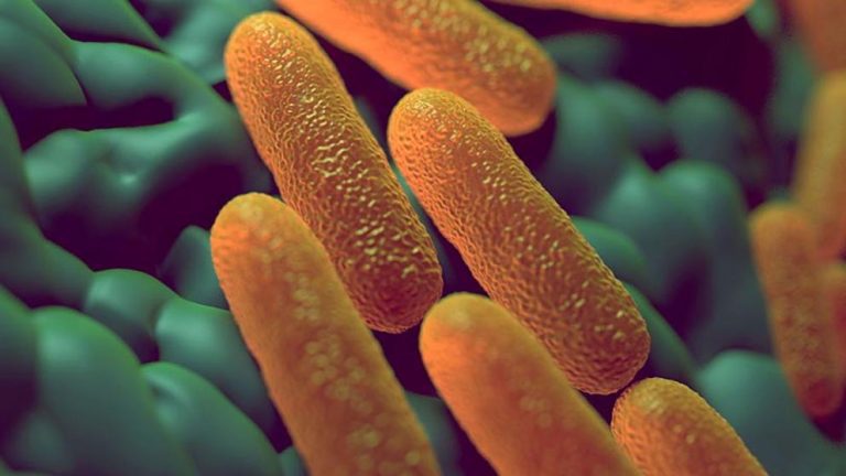 El impacto de Salmonella en los consumidores y en la industria avícola mundial