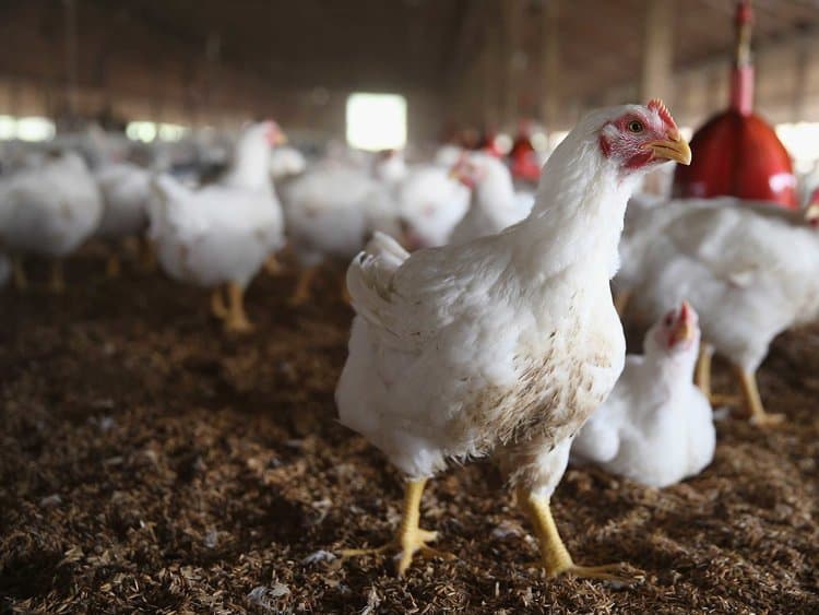 ¿Cómo afecta el amoniaco a la producción avícola?