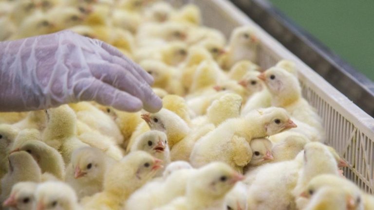 De la mano de la avicultura, el sector agroalimentario es el más resiliente frente a la pandemia De la mano de la avicultura, el sector agroalimentario es el más resiliente frente a la pandemia