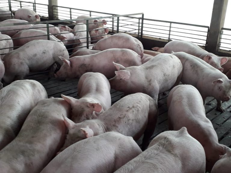 Control de ambiente en granjas de cerdos: Entrevista con Federico Vienny