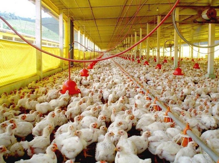 Paraguay: Caen ingresos por envíos de carne aviar Paraguay: Caen ingresos por envíos de carne aviar