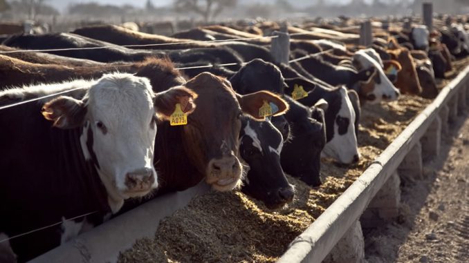 Cladan presenta su nuevo producto con suplemento de minerales para bovinos
