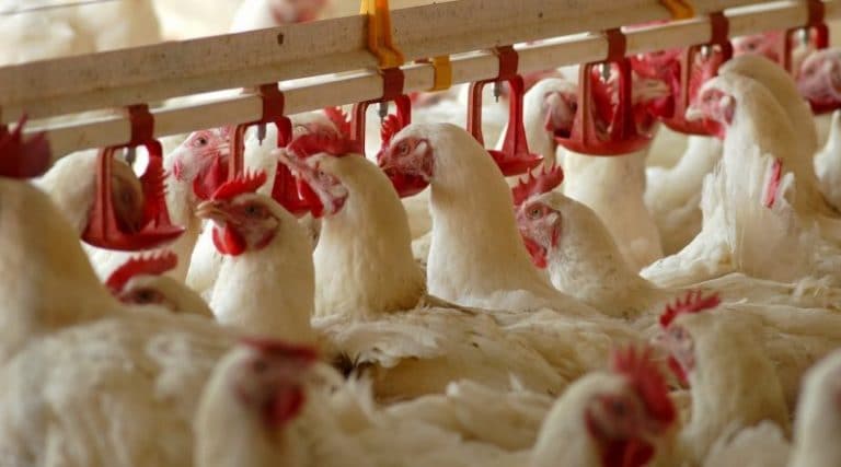 Preocupación en la industria avícola por un proyecto de ley para etiquetar el origen de los huevos Preocupación en la industria avícola por un proyecto de ley para etiquetar el origen de los huevos