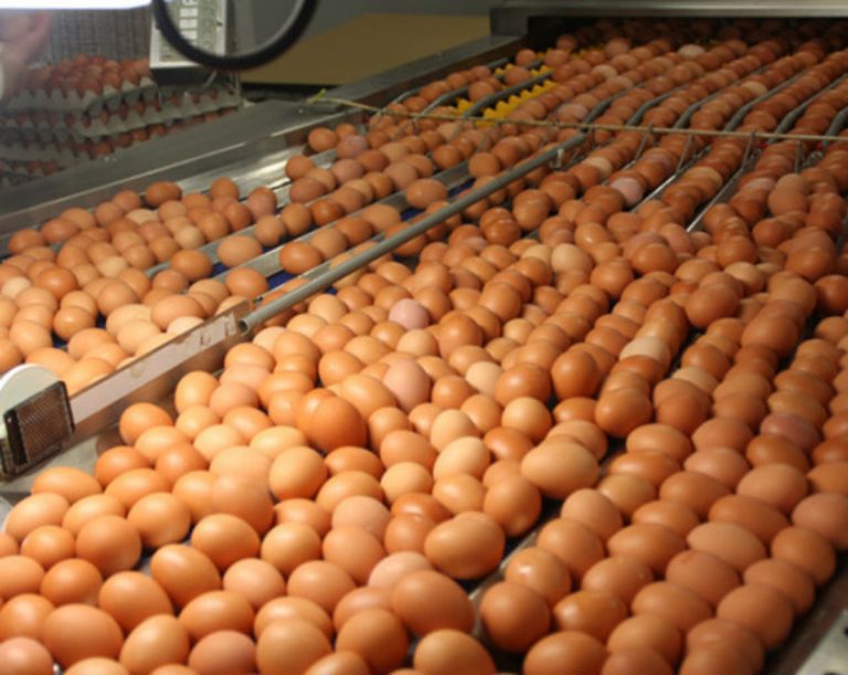 Nuevos desafíos para el productor de huevo a partir de Septiembre