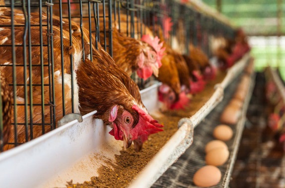 Qué puede hacer el productor avícola ante la suba de costos en Argentina