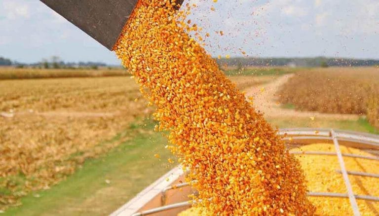 El gobierno oficializa la reapertura de las exportaciones de maíz El gobierno oficializa la reapertura de las exportaciones de maíz