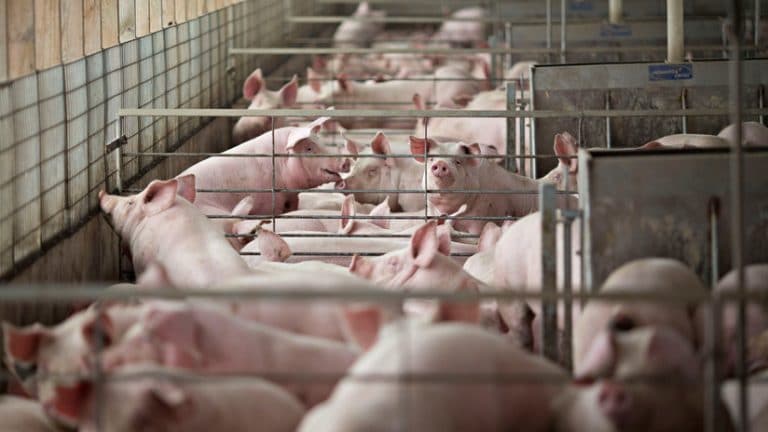 Se prevé declive en la producción europea de cerdos Se prevé declive en la producción europea de cerdos