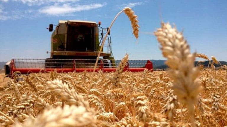 Atraso en las compras de trigo para industrializar por parte del sector molinero Atraso en las compras de trigo para industrializar por parte del sector molinero