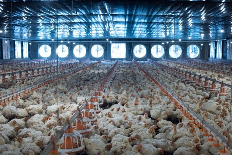 La importancia de la ventilación y calefacción en granjas y galpones avicolas