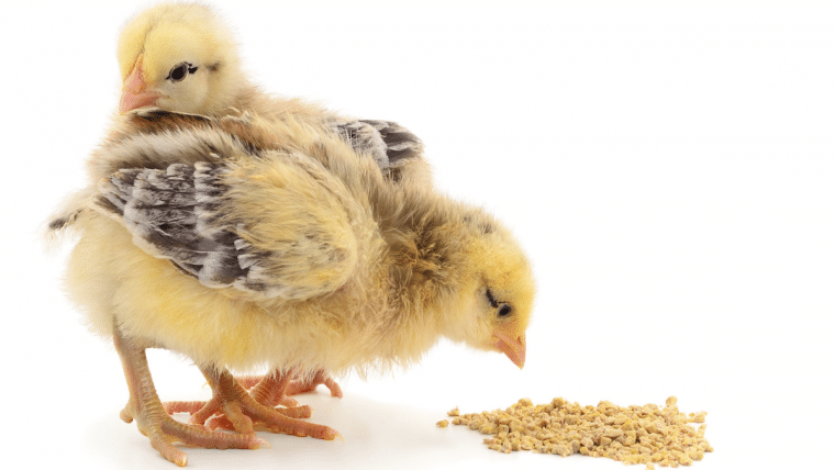 Alltech y las enzimas en la nutrición para aves: Una tecnología para reducir los costos