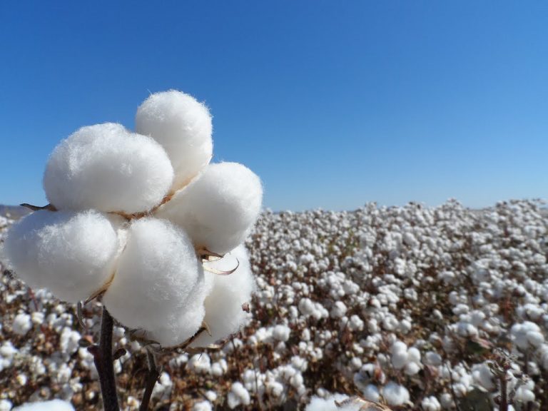 Avanza la producción de algodón en el Norte y los productores apuestan a la tecnología de punta Avanza la producción de algodón en el Norte y los productores apuestan a la tecnología de punta