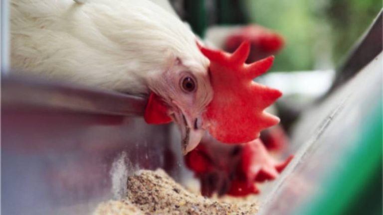 La revolución de las enzimas en la avicultura: Beneficios demostrados