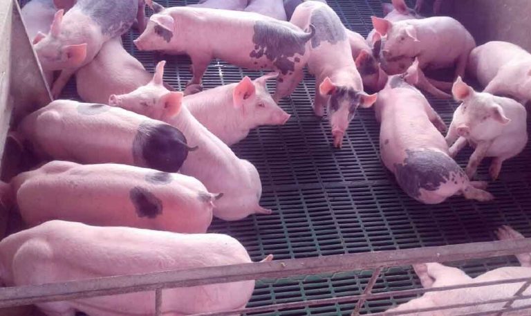 Porcicultura: Medidas preventivas para la temporada de verano