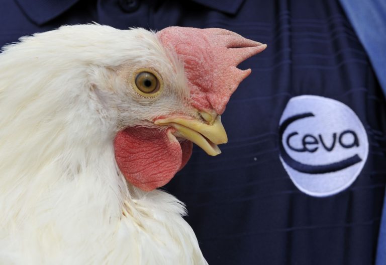 Situación Epidemiológica y control de Bronquitis infecciosa aviar en Latam