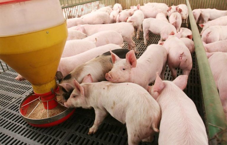 ¿Qué consecuencias puede traer un mal manejo de maíz en la producción porcina?