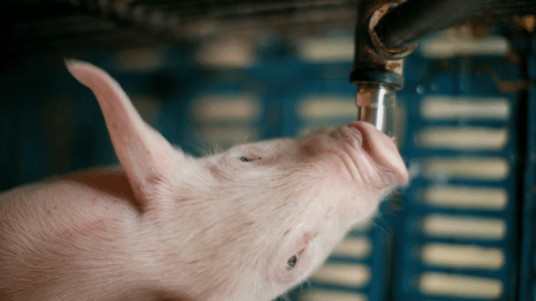Consideraciones técnicas para la correcta utilización del agua en la porcicultura