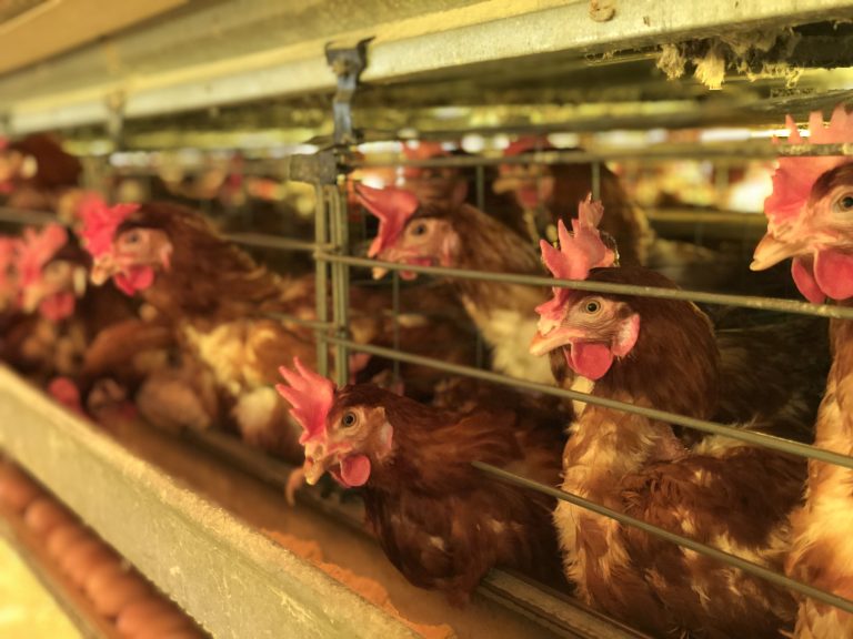Bioseguridad en granjas avícolas en tiempos de Influenza