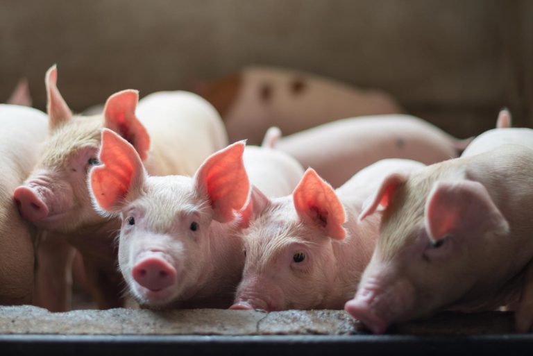Porcicultura y el impacto económico que genera una granulometría inadecuada