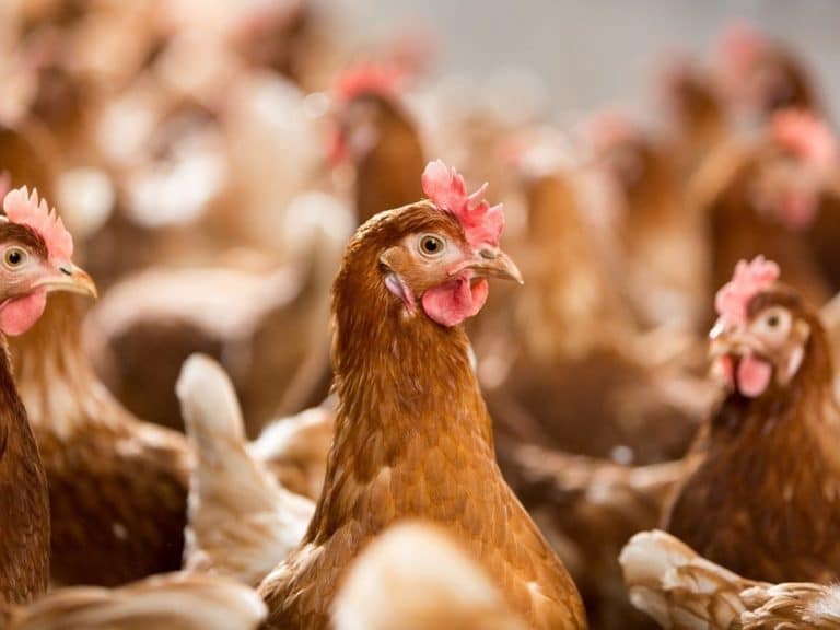 Alternativas frente al desafío de la bronquitis infecciosa aviar